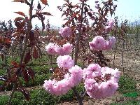 “花為錦上秀，葉為花增姿“ 日本紅葉櫻花  彩葉觀花名貴樹種