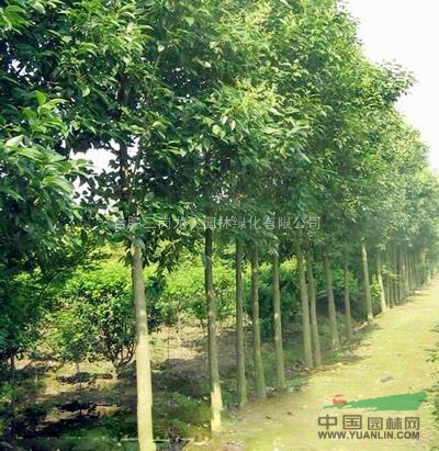 安徽大葉（高桿）女貞