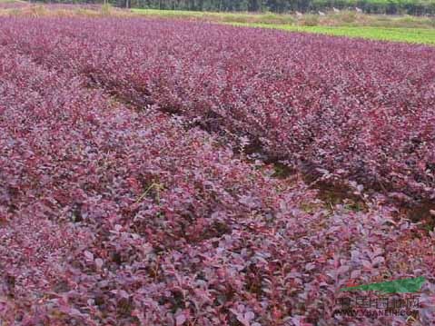 河北梅园绿化，长期大量供应紫叶小檗。
