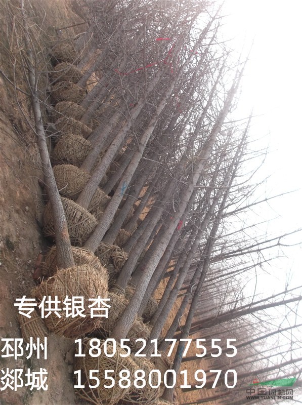 15-18銀杏