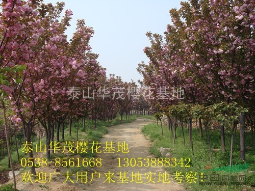 常年出售9-20公分的大櫻花