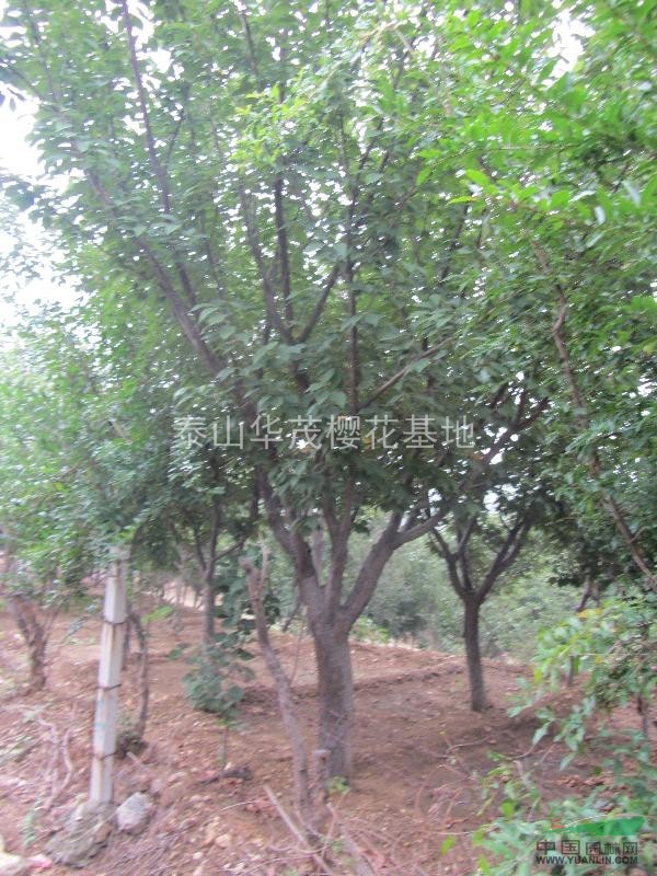 常年出售9-20公分的大櫻花