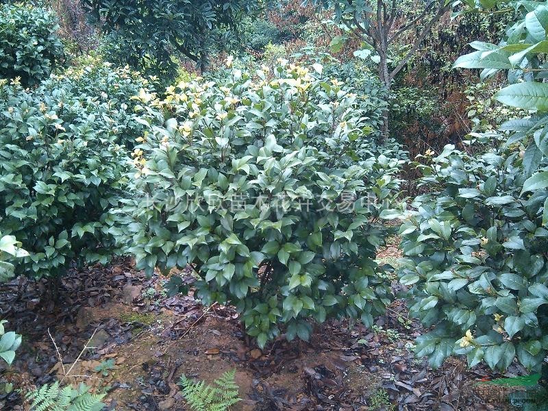 湖南茶花球（紅玫瑰）
