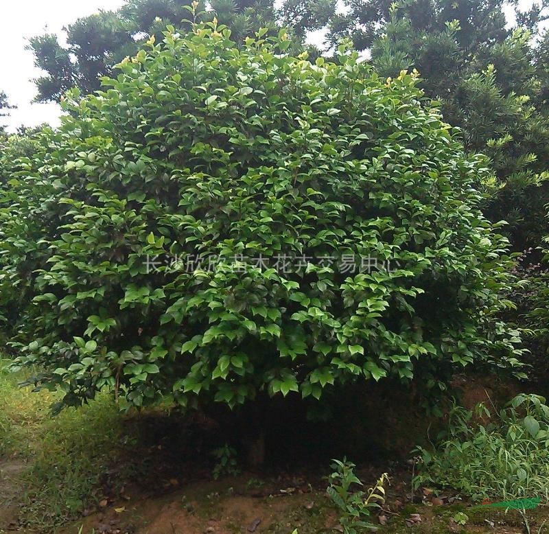 湖南茶花球（紅玫瑰）