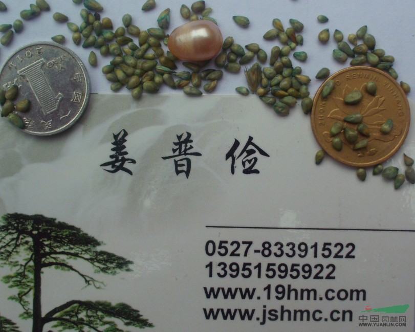 多年生優(yōu)質(zhì)高產(chǎn)雜交狼尾草再生力極強(qiáng)種子價格優(yōu)惠全國包郵