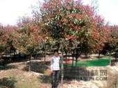 全國紅葉石楠價格走勢分析，紅葉石楠基地價格