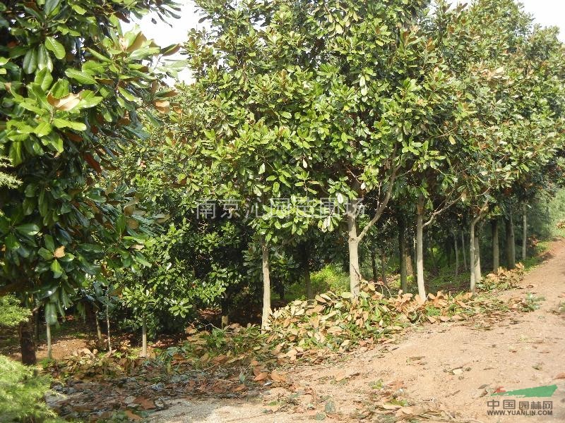 南京沁園苗批量特供廣玉蘭5cm_15cm質(zhì)優(yōu)量足價(jià)實(shí)在