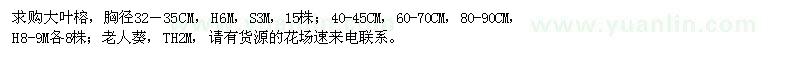 求購大葉榕、老人葵