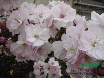 櫻花