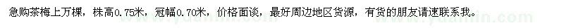 求購高0.75米茶梅