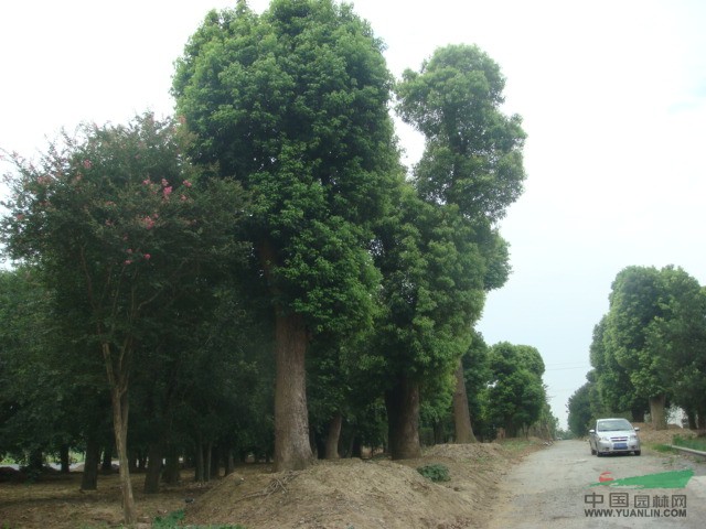 大香樟供应/大香樟图片