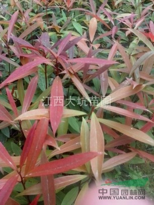 批發(fā)刨花楠芽苗，刨花楠芽苗價(jià)格