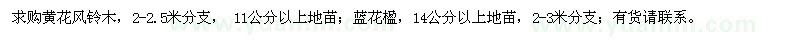 求購(gòu)黃花風(fēng)鈴木,藍(lán)花楹