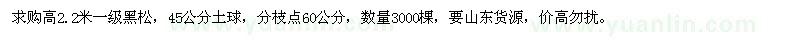 求購高2.2米一級黑松