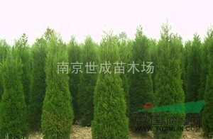 蜀檜產(chǎn)地 蜀檜價(jià)格 蜀檜價(jià)格便宜了