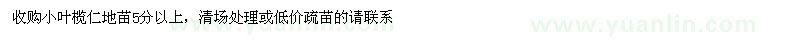 求購5公分以上葉欖仁地苗