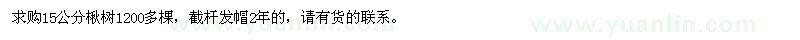 求購15公分楸樹