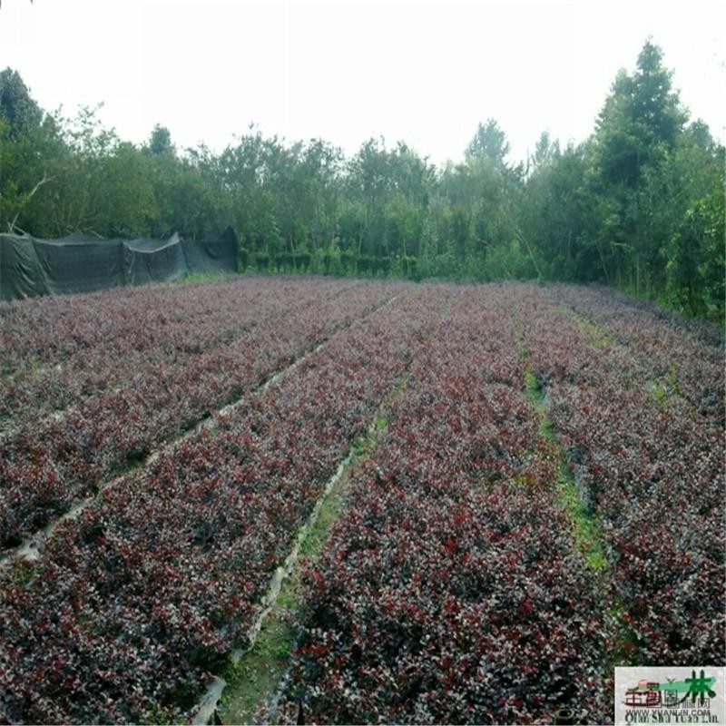 成都紅繼木千蜀園林紅花繼木