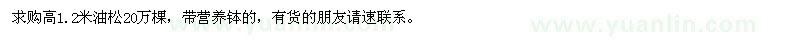求購高1.2米油松