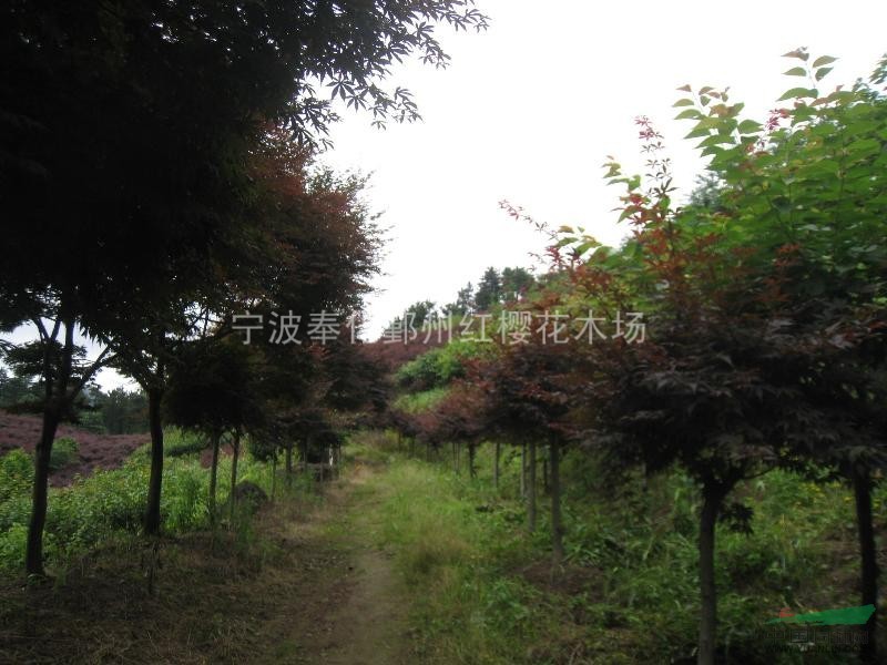 長期供應(yīng)各種規(guī)格的紅楓，量大價格從優(yōu)