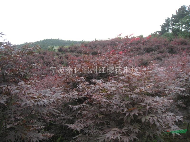 長期供應(yīng)各種規(guī)格的紅楓，量大價格從優(yōu)