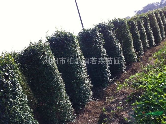 小葉女貞柱價(jià)格 小葉女貞球