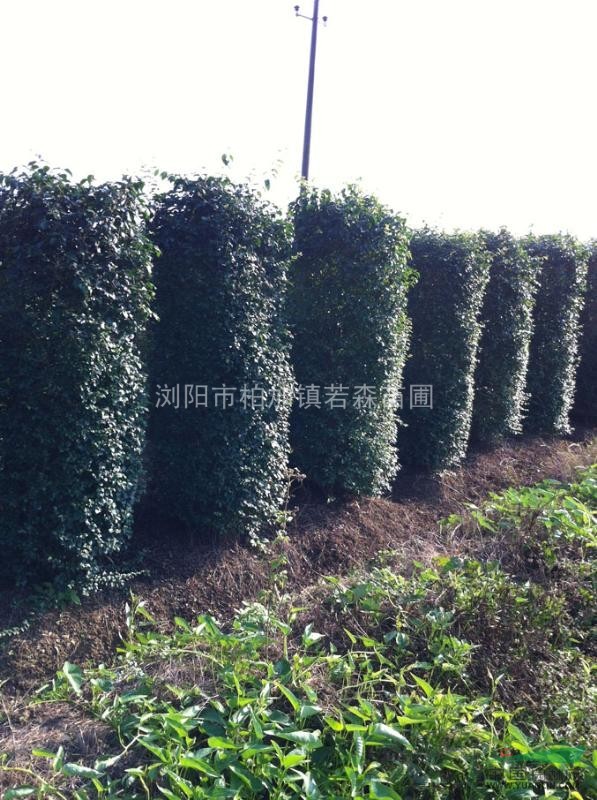 小葉女貞柱價(jià)格 小葉女貞球