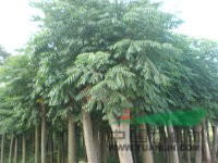 移栽欒樹