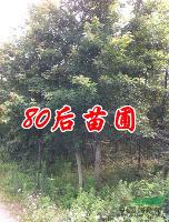 楓香樹價(jià)格/2013楓香樹價(jià)格報(bào)價(jià)表