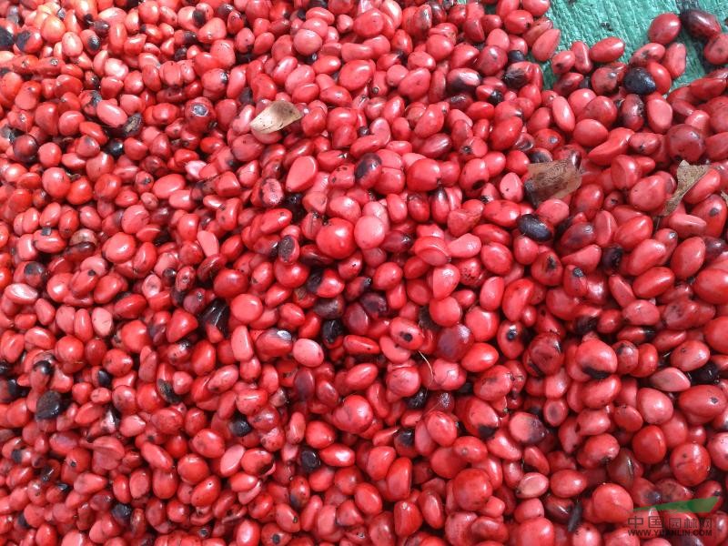 厚樸苗 東北紅豆杉
