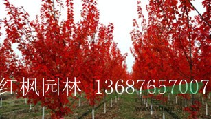 美国红枫1公分至12公分