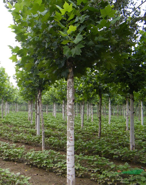 供应12公分-15公分法桐