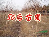 紫薇樹價格調(diào)整 2013紫薇樹價格報價信息