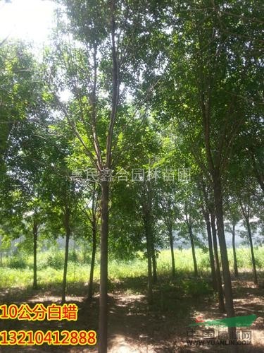 惠民白蠟樹(shù)、惠民苗木基地到山東鑫合園林白蠟基地