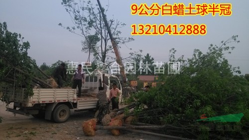 惠民白蠟樹(shù)、惠民苗木基地到山東鑫合園林白蠟基地