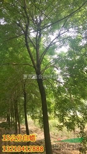 山東白蠟 山東惠民鑫合園林長期供應(yīng)山東白蠟,山東白蠟批發(fā) 