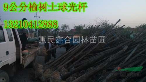 榆樹、8-9-10公分榆樹 惠民榆樹基地