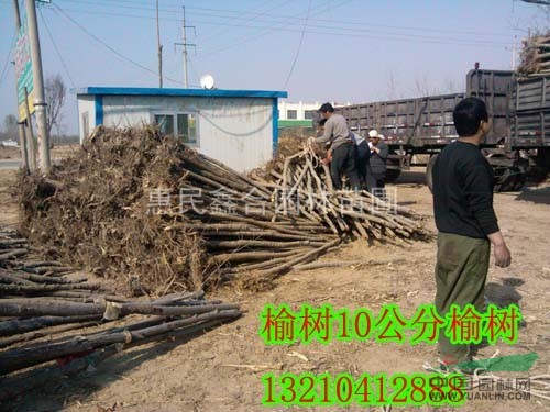 榆樹、8-9-10公分榆樹 惠民榆樹基地