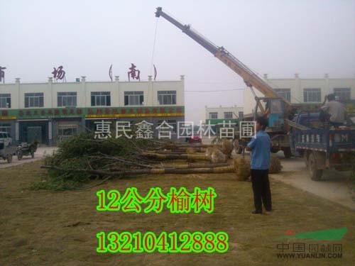 供應(yīng)河北白榆樹苗、河北白榆樹銷售商、河北白榆樹行情