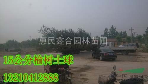 大量出售白榆種子 白榆苗 白榆樹  惠民白榆樹