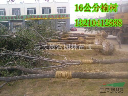 大量出售白榆種子 白榆苗 白榆樹  惠民白榆樹