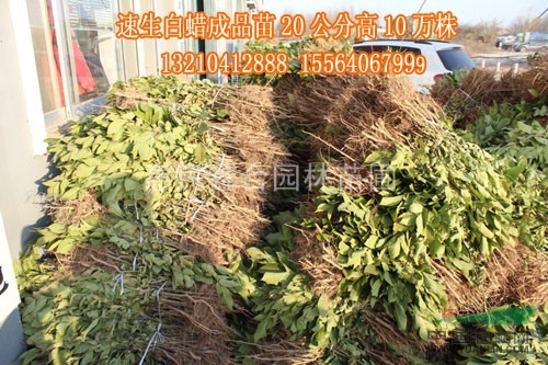 山東速生白蠟基地、濱州速生白蠟價(jià)格
