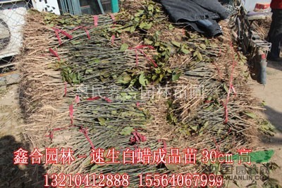 青島速生白蠟、惠民速生白蠟基地、速生白蠟價(jià)格