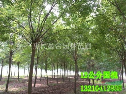 鐵嶺大國槐基地， 朝陽國槐價格， 盤錦大國槐供應(yīng)商