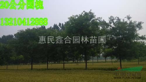鐵嶺大國槐基地， 朝陽國槐價格， 盤錦大國槐供應(yīng)商