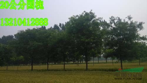 供應(yīng)：10-40公分國槐、惠民國槐基地、國槐價格