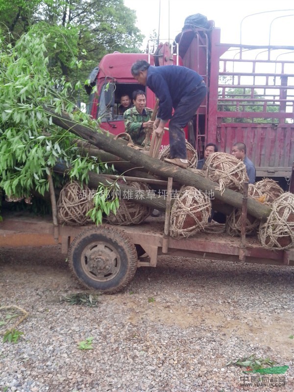 貴州馬尼拉草皮