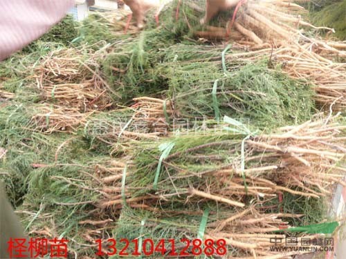 惠民檉柳基地供應(yīng)50萬(wàn)株檉柳小苗