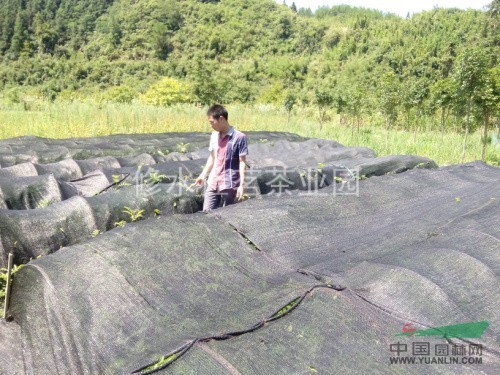 江西九江修水县幕阜山脉纯野生二国家级保护植物神茶青钱柳小树苗