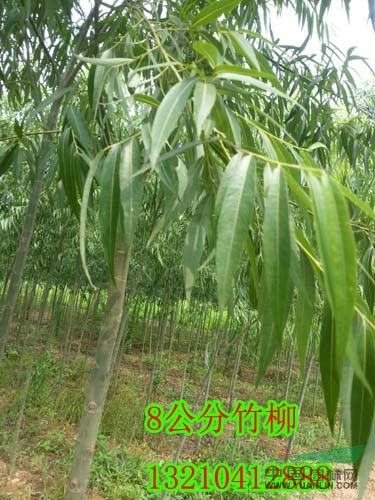 山東柳樹基地，惠民柳樹價(jià)格，山東柳樹供應(yīng)商